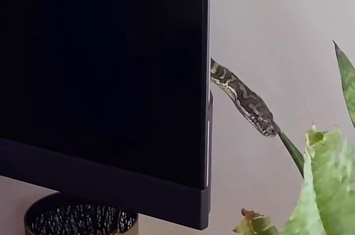 Family finds large snake hiding behind living room TV