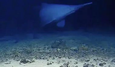 Rare deep ocean Goblin shark filmed in natural habitat for the first time - The Independent