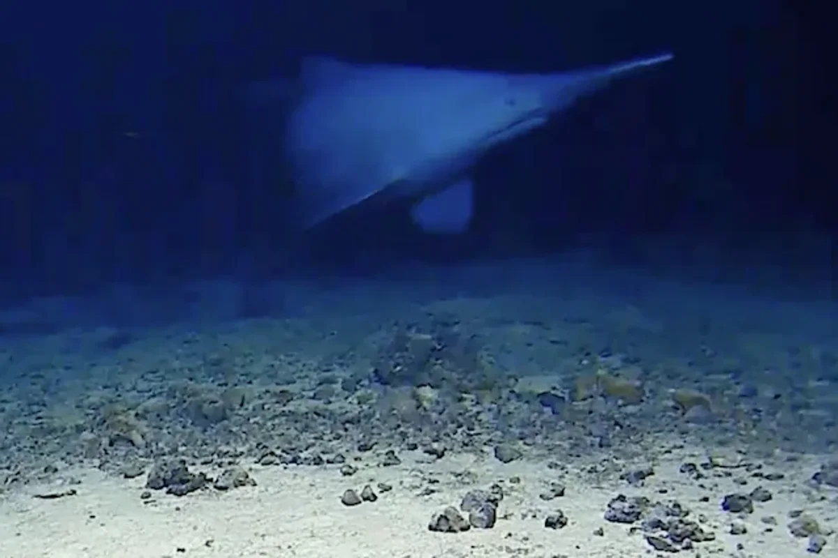 Rare deep ocean Goblin shark filmed in natural habitat for the first time - The Independent