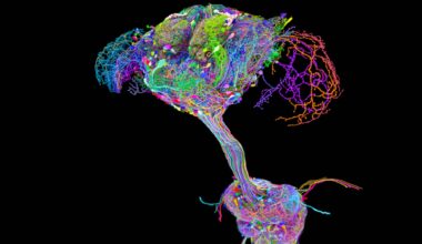 Fruit Fly Brain Connectome