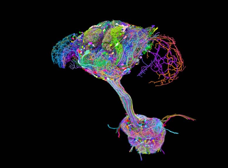 Fruit Fly Brain Connectome