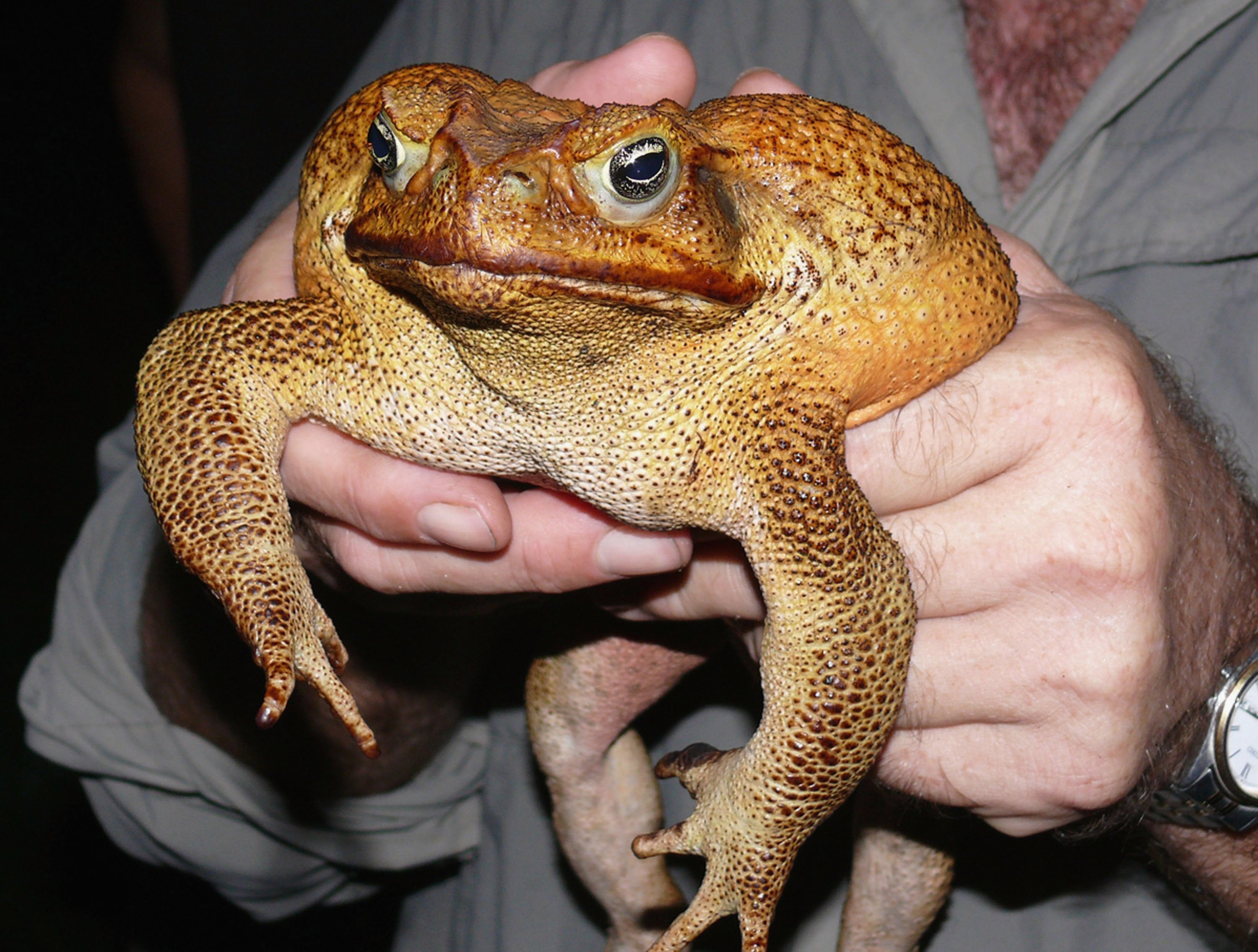 Cane toads have calls that sound like screech owls or distant tractors