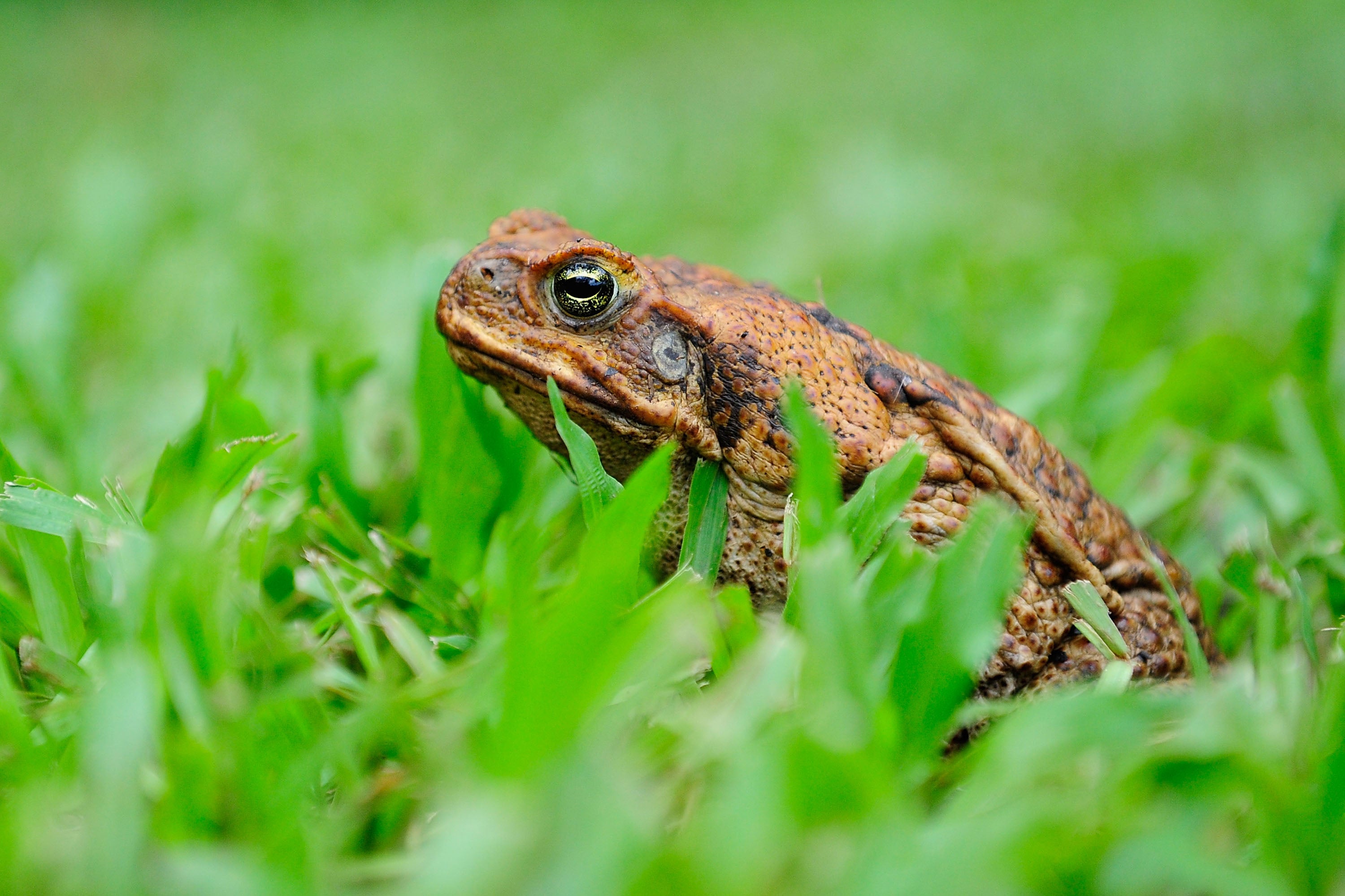 Cane toads have been in the U.S. since the 1930s. The invasive species produces a toxin that can be fatal to pets