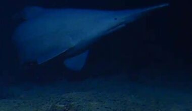 Goblin Shark Near Tonga Trench