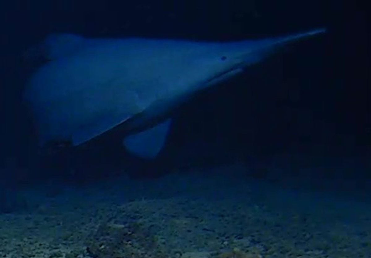 Goblin Shark Near Tonga Trench