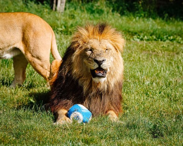 A lion plays with a football. A lion plays with a football.
