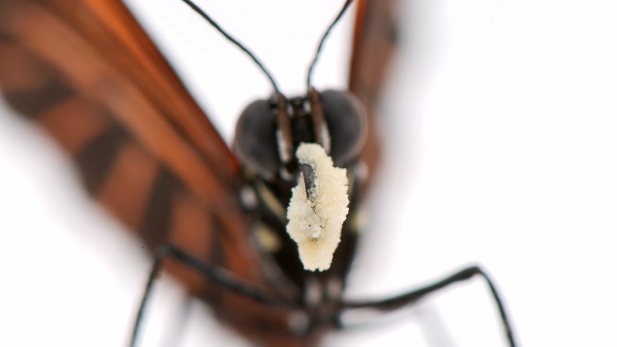 Butterflies That Eat Pollen May Hold Clues to Extreme Longevity