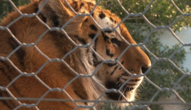 Four Tigers Brought to Kazakhstan for Reintroduction Program Get Names
