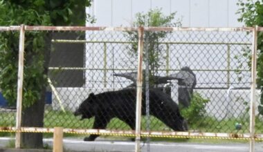 ‘Extremely intelligent’ bear on the loose after attacking four people in Japan – The Irish Times