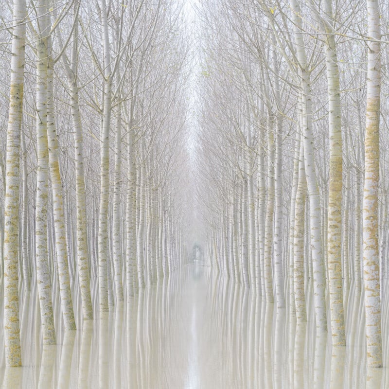 A symmetrical view of tall, leafless trees reflected in still water, creating a tunnel-like effect with soft, muted colors and an ethereal, tranquil atmosphere.