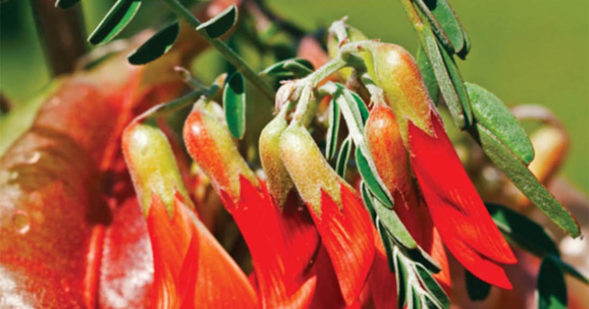 ‘Cancer Bush’ shows promise as complementary medicine to chemotherapy