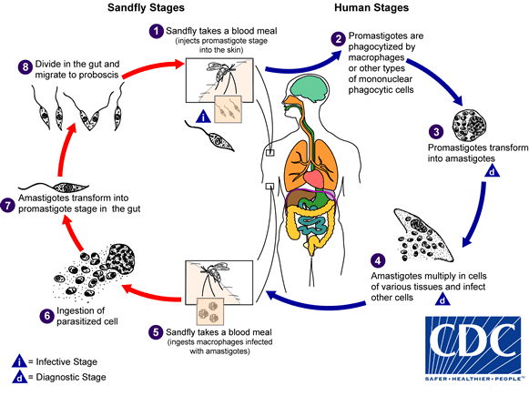 Parasite 'Reawakens' Hidden Birth Anomaly in Middle-Aged Woman