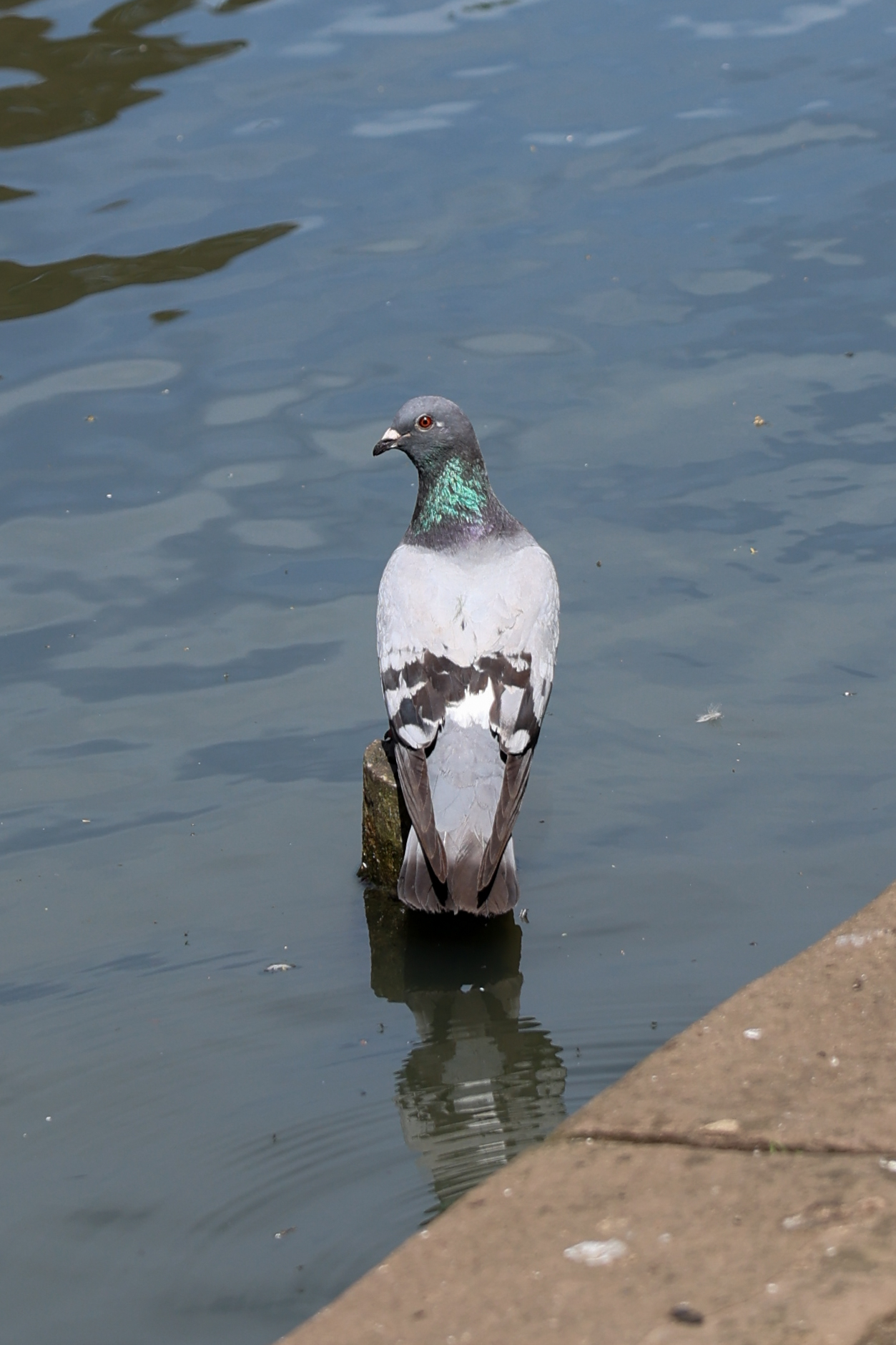 A photo of a bird taken on a Canon EOS R6 Mark III