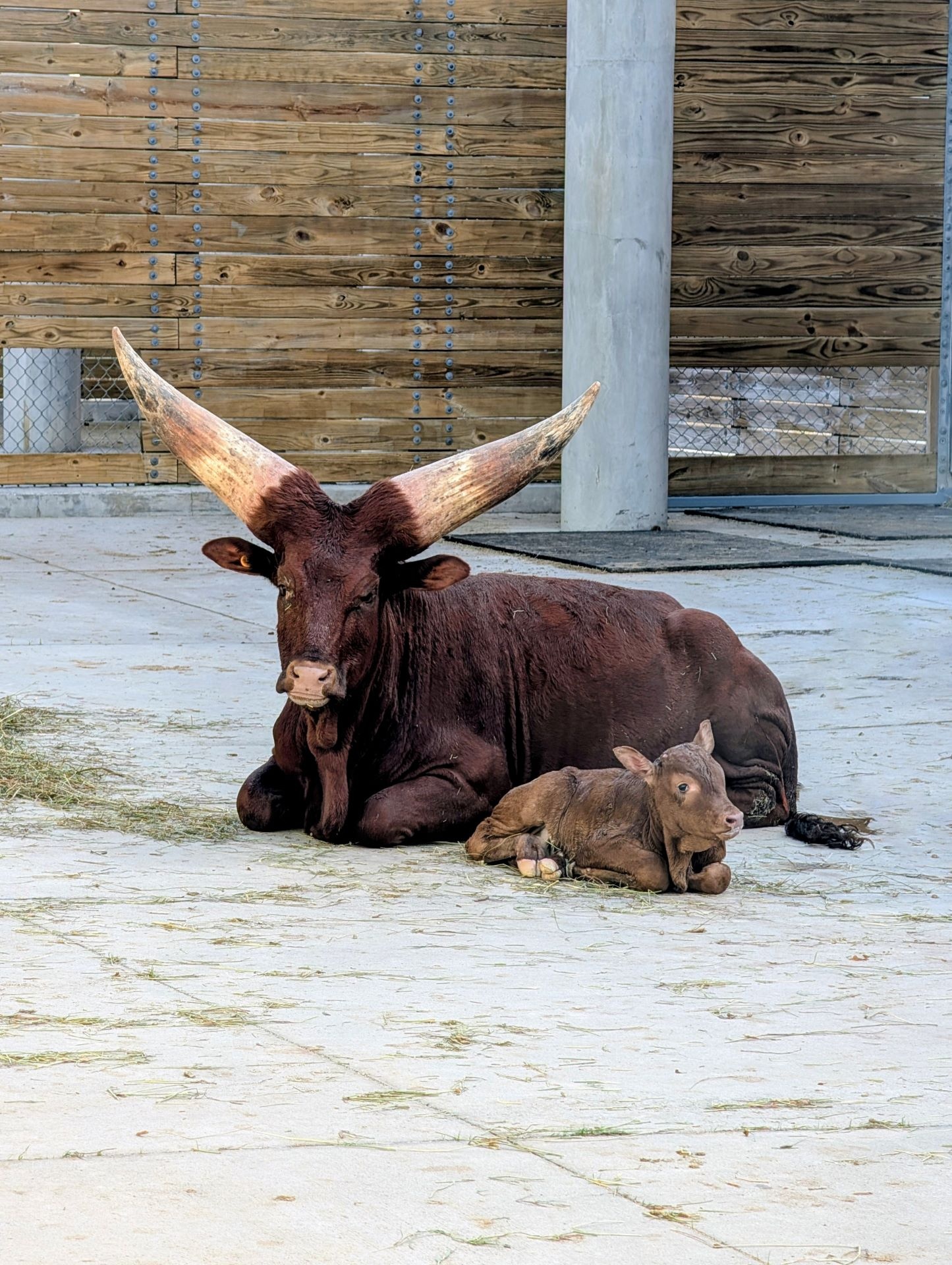 And, Mabel, the first Ankole calf born at Walt Disney World in more than 20 years, is thriving under the care of Disney’s expert animal care team. Though she’s small now, Mabel will one day grow the horns that make Ankole cattle such an unforgettable sight.