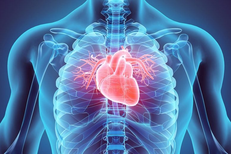 Male Medical Anatomy Human Heart Close
