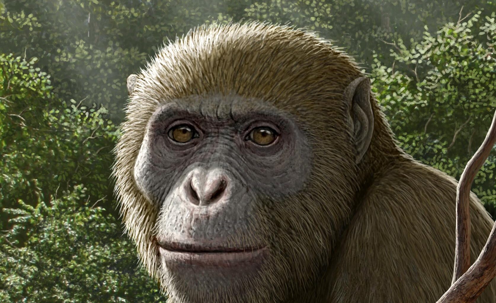 Masripithecus