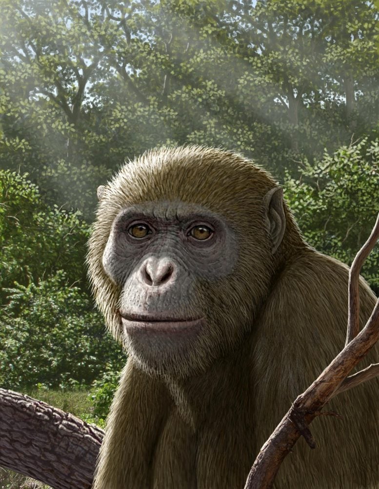 Masripithecus