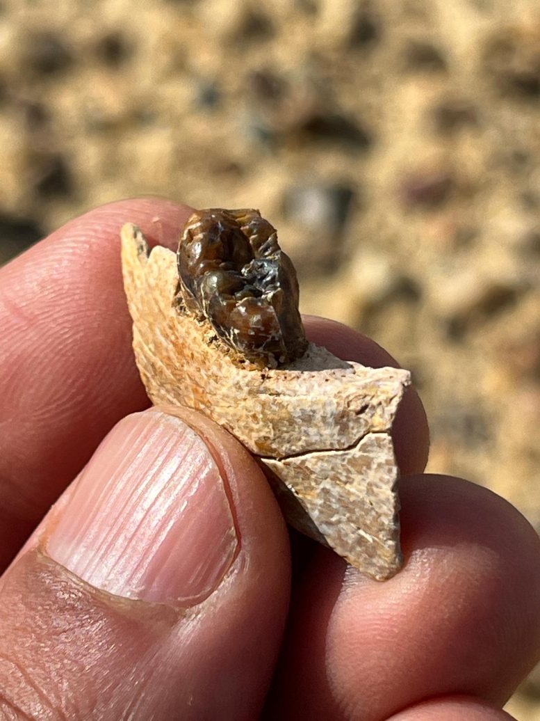 Masripithecus moghraensis Mandibular Fragment