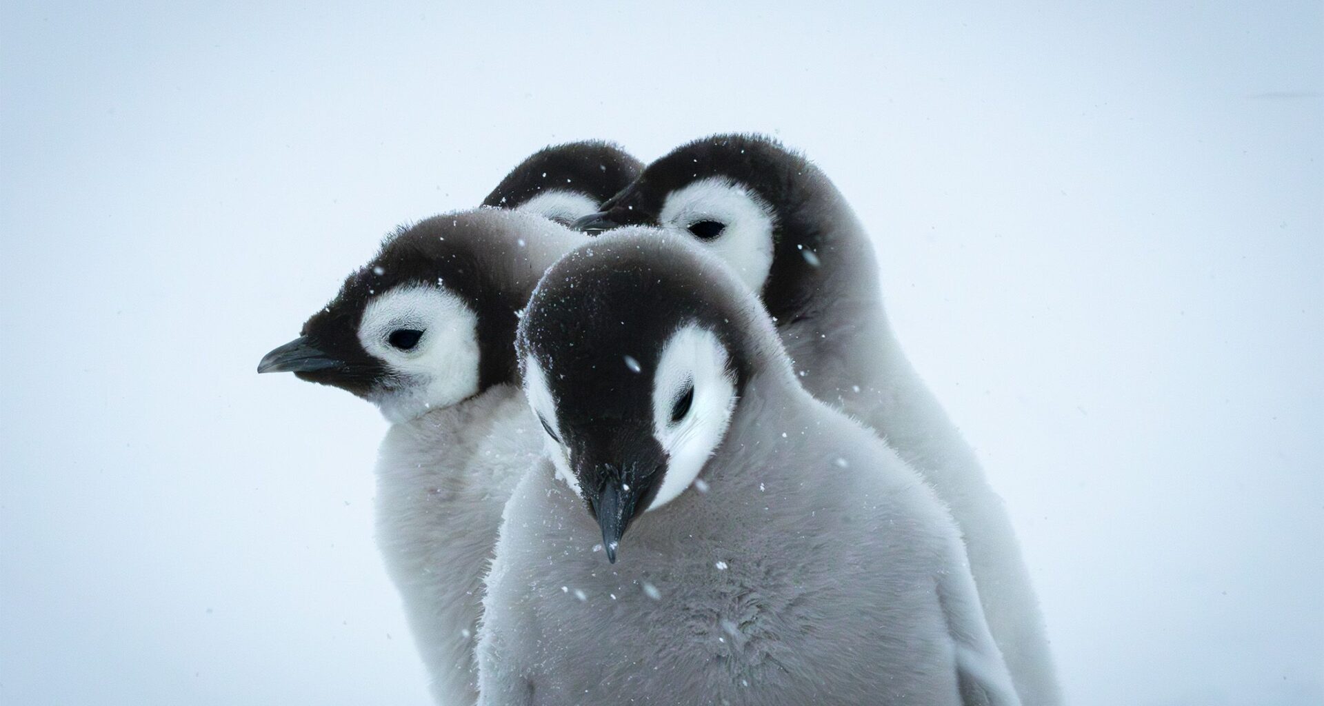 Shortlisted images of science photography competition brilliantly depict the wonders of Earth