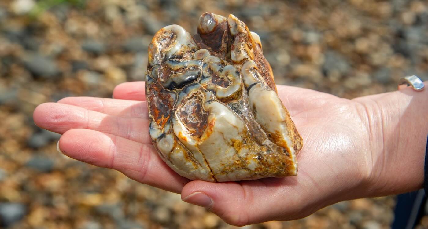 Boy Finds 2 Million-year-old Tooth From Elephant Ancestor on Beach Walk
