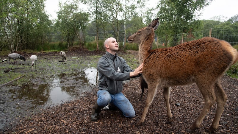 Killian McLaughlin with a red deer in the Wild Ireland Sanctuary in Burnfoot, Co Donegal. Photograph: Joe Dunne