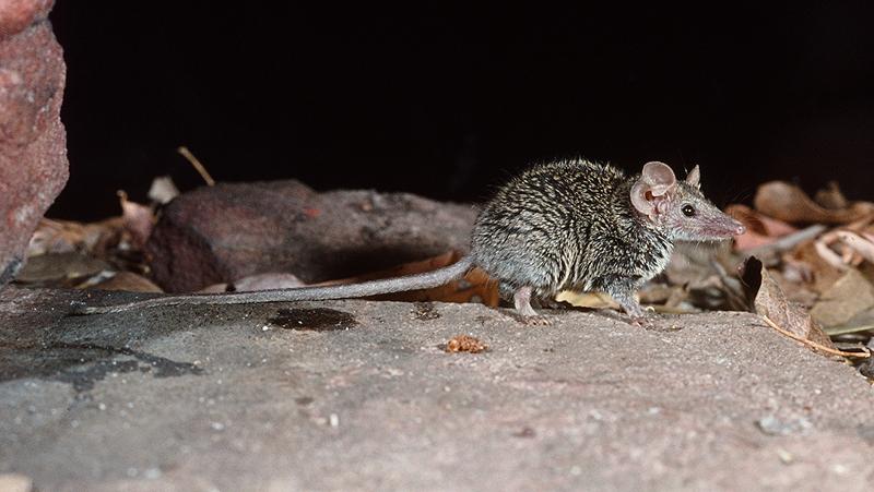 New planigale species discovered in Australia