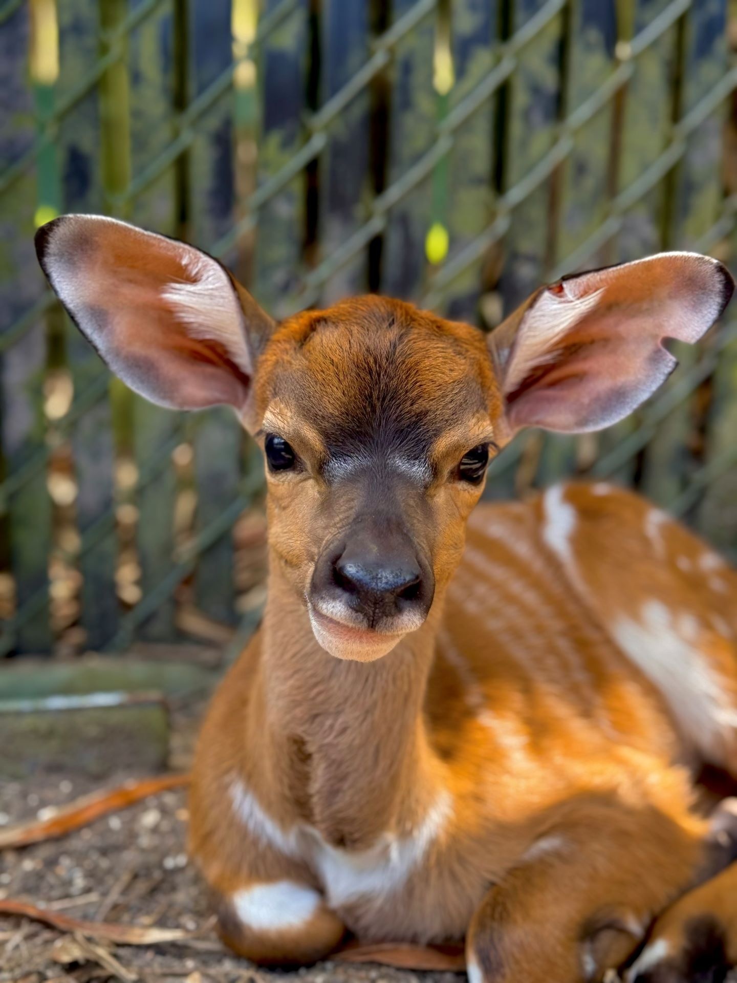 Other babies recently born include a male nyala calf named Parker. Nyala calves are born with white stripes and spots that help them blend into tall grass, and as he grows, Parker will develop a darker coat and the iconic spiral horns that make male nyalas so distinctive.