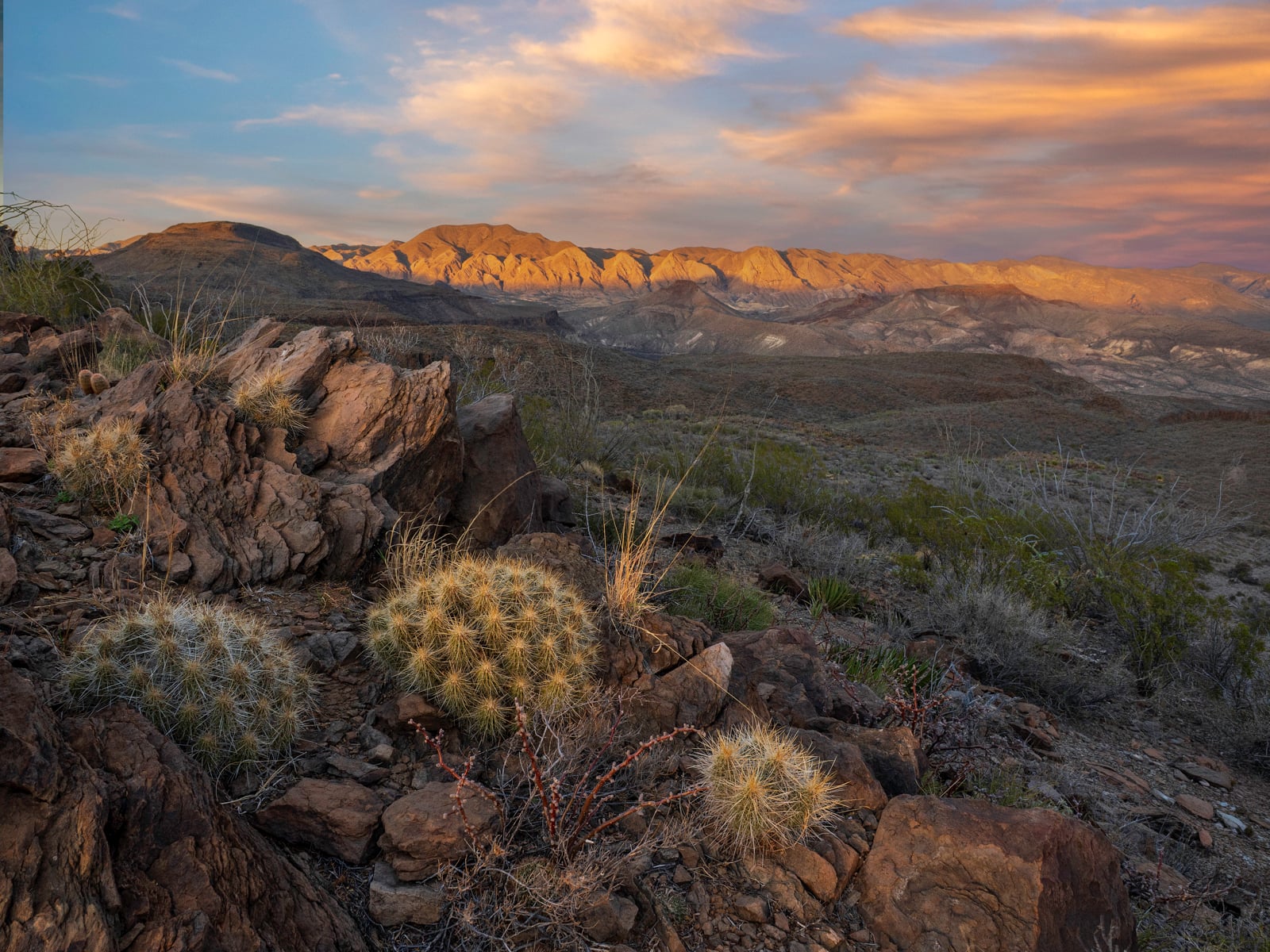Desert landscape at sunset with rocky terrain, clusters of cacti in the foreground, and distant mountains bathed in golden light under a partly cloudy sky.