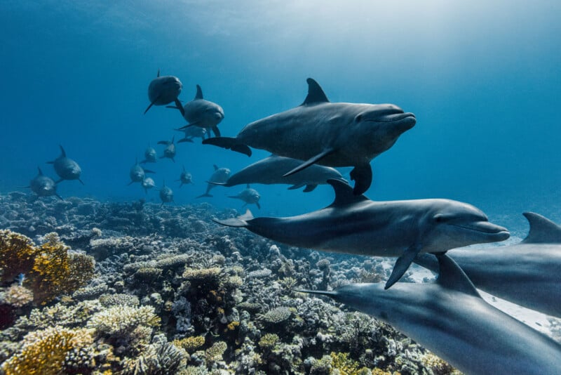 A pod of dolphins swims gracefully over a vibrant coral reef in clear blue ocean water, with sunlight streaming down from above.