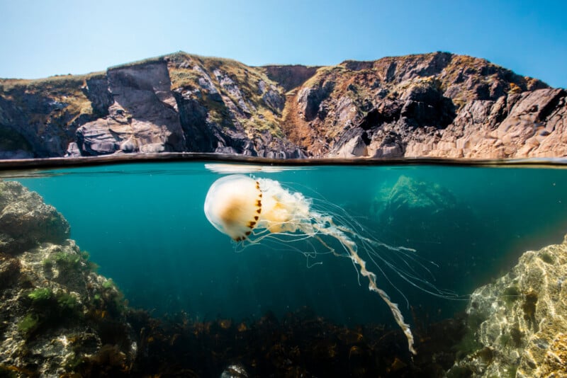A jellyfish floats in clear blue water near the surface, with rocky cliffs and vegetation visible in the background under a bright blue sky.