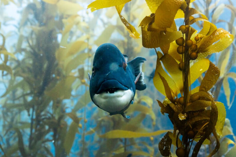 A fish swims toward the camera in an underwater kelp forest, surrounded by tall strands of yellow-green seaweed.