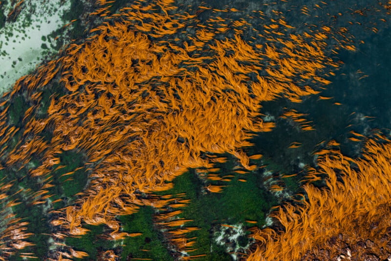 Aerial view of dense orange seaweed floating in dark, shallow water, with patches of green algae and lighter areas near the top left, creating a swirling, textured pattern.