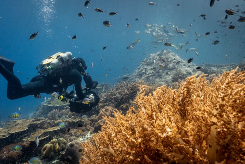 A scuba diver in black gear photographs a vibrant coral reef surrounded by colorful fish in clear blue water. The diver is close to the corals, capturing underwater marine life.