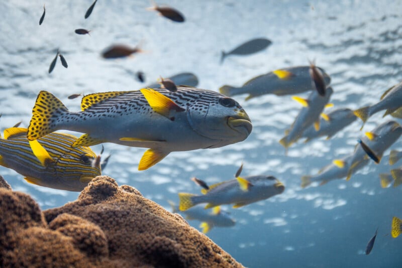 A group of brightly colored fish with yellow fins and spotted tails swim above a coral reef in clear blue water, with sunlight filtering through the surface.