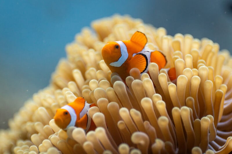 Two orange-and-white clownfish swim among the pale tentacles of a sea anemone in clear blue water.