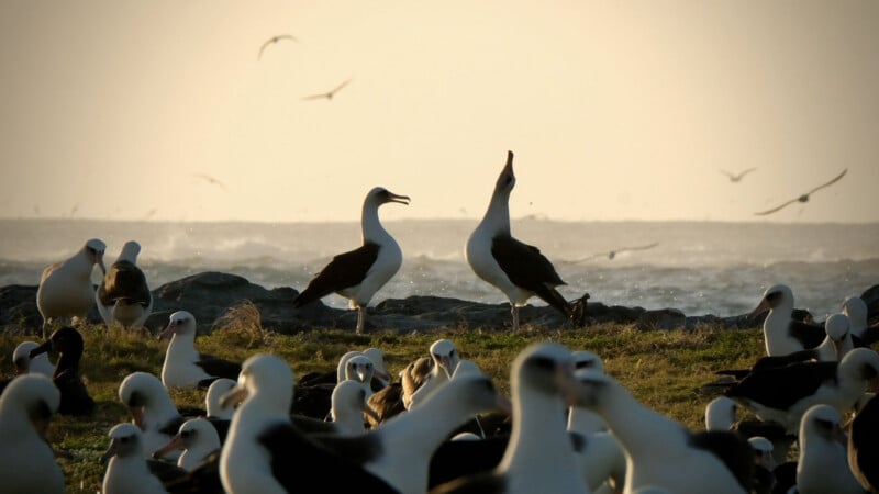 A flock of albatrosses gathers on a grassy shore at sunset, with two birds standing prominently in the middle and more birds flying over the ocean in the background.