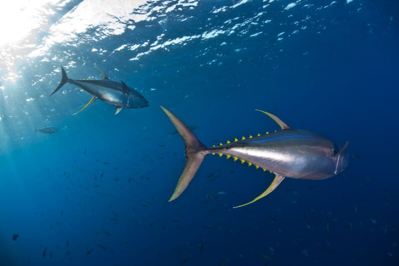 Two large yellowfin tuna swim in clear blue ocean water near the surface, sunlight streaming down from above, with smaller fish visible in the distance.
