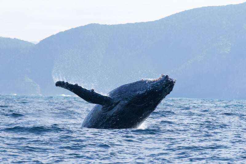 A humpback whale breaches the ocean surface, with water splashing around it. Forested hills and a cloudy sky are visible in the background.
