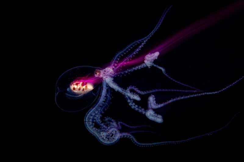 A translucent octopus with glowing, iridescent purple and pink highlights swims through a dark, black background, revealing its luminous internal organs and delicate tentacles.