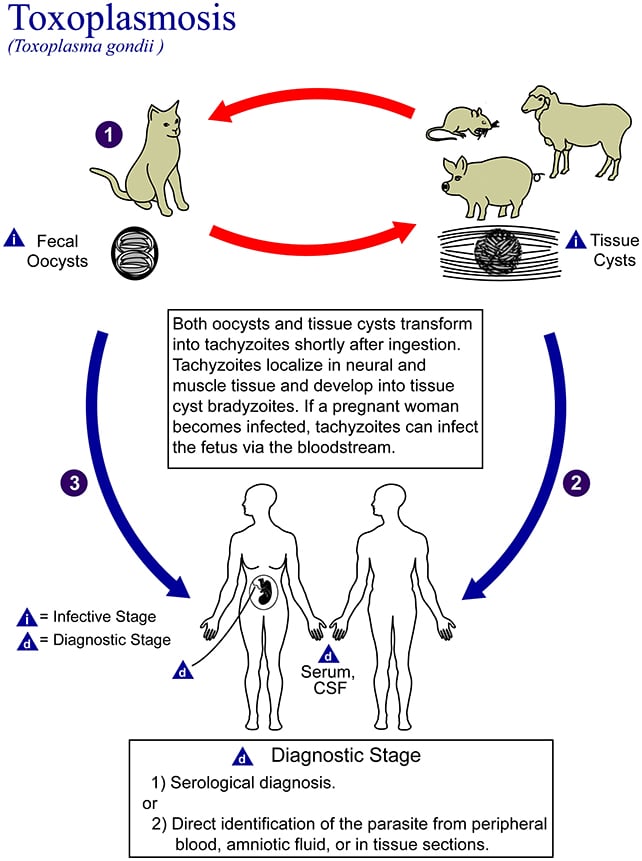 Parasite diagram