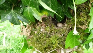 Habitat destruction in Ireland almost doubles without any increase in prosecutions – The Irish Times
