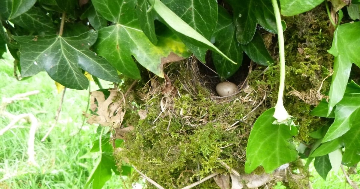 Habitat destruction in Ireland almost doubles without any increase in prosecutions – The Irish Times