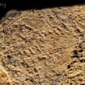 elephant bone ancient humans tools