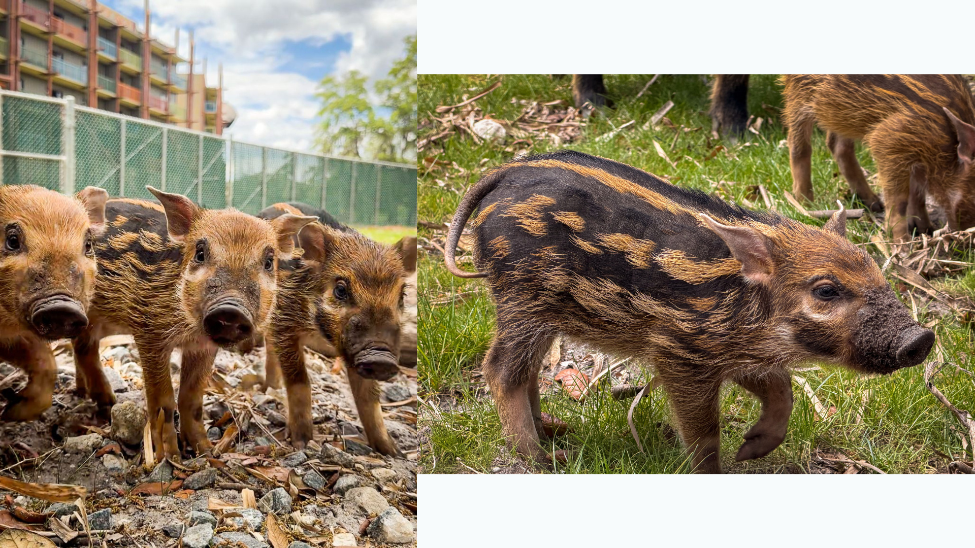 Red river hog piglets Mason, Cooper, and Phillip, born to mom Clementine, plus Demi, who was born shortly after to mom Persimmon, are starting to explore their savanna habitat at Disney’s Animal Kingdom Lodge. They’re already full of personality as they stick close to their moms and discover their new home.