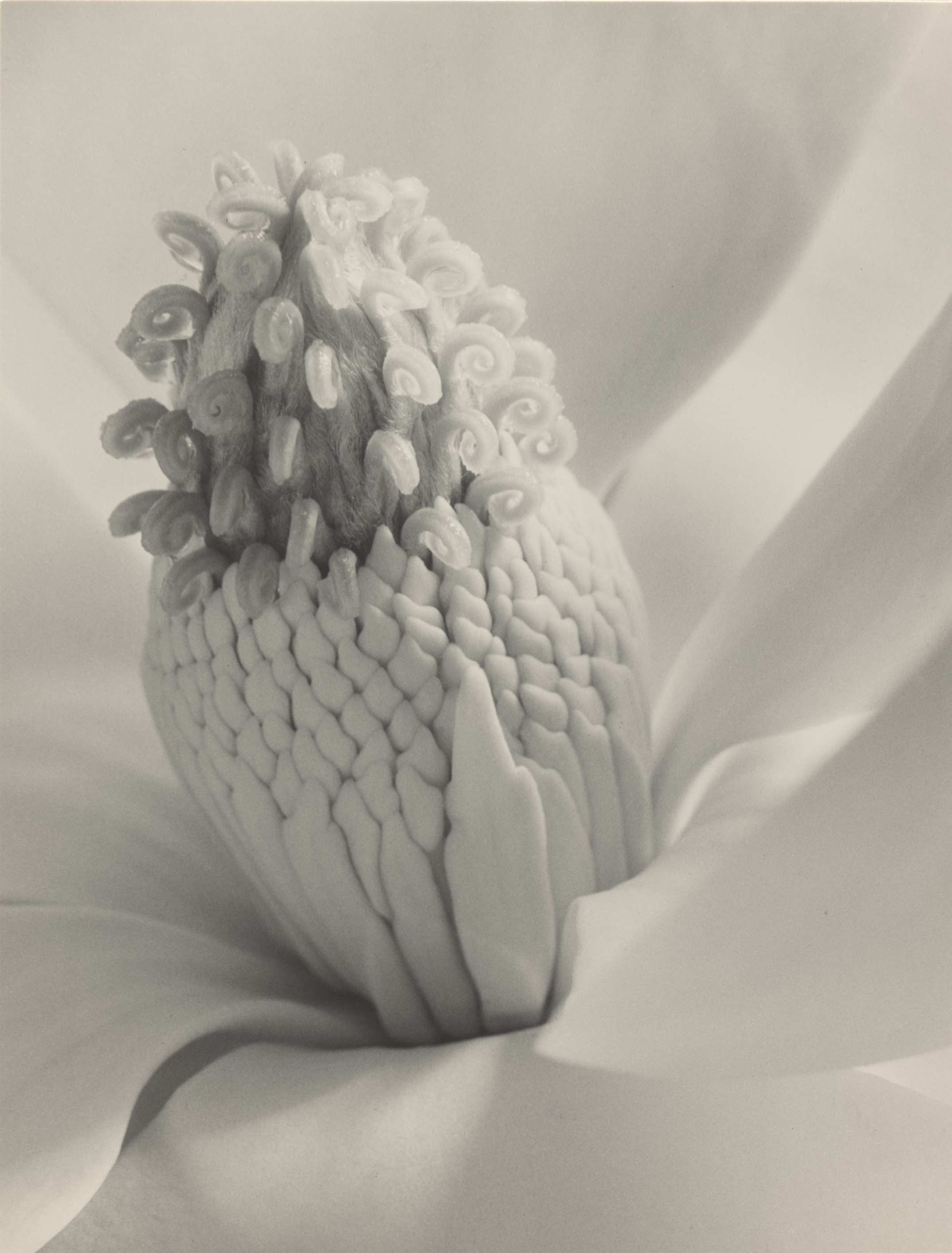 Plant.