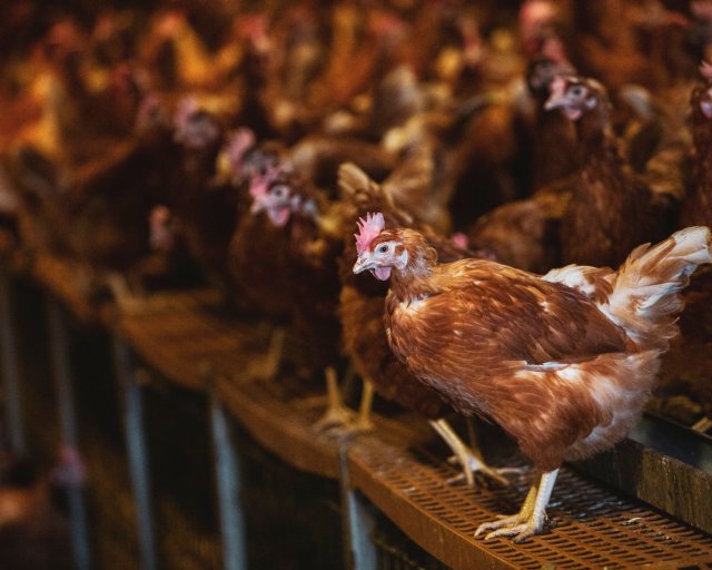 Large flock of brown hens in a chicken barn at a farm.