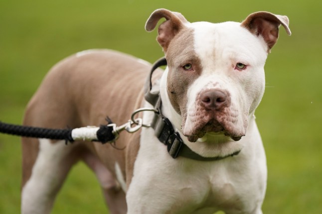 File photo dated 30/09/23 of an XL bully dog called Riz, during a protest against the Government's decision to add XL bully dogs to the list of prohibited breeds under the Dangerous Dogs Act following a spate of recent attacks. Enforcing a ban on XL bully dogs is placing a "huge burden on policing", with millions of pounds spent on veterinary bills and kennelling, police chiefs have warned. Issue date: Wednesday January 29, 2025. PA Photo. The National Police Chiefs' Council (NPCC) said kennel spaces were "reaching capacity", with costs "increasing by the day". See PA story POLICE XLBully. Photo credit should read: Jacob King/PA Wire