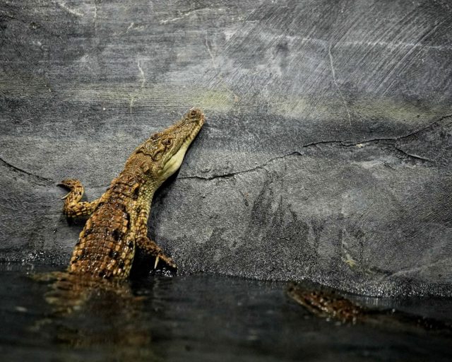 ISTANBUL, TURKIYE - MAY 26: Newly hatched Nile crocodile cubs are seen at the ViaSea Aquarium inside Aslan Park in the Tuzla district of Istanbul, Turkiye, on May 26, 2026. Six Nile crocodile cubs, bred under protection at the aquarium??