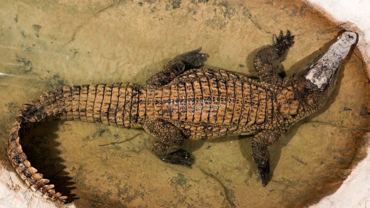 ISTANBUL, TURKIYE - MAY 26: Newly hatched Nile crocodile cubs are seen at the ViaSea Aquarium inside Aslan Park in the Tuzla district of Istanbul, Turkiye, on May 26, 2026. Six Nile crocodile cubs, bred under protection at the aquarium??