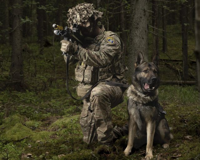 Military Working Dog (Patrol Combat Support Dog) on Exercise Spring Storm in Estonia. The British military have shown off their dogs of war in a major combat rehearsal within 25km of the Russian border. The 1st Military Working Dog Regiment, a specialist unit of the British Army under the Royal Army Veterinary Corps, joined wargames during Exercise Spring Storm. The event in May also saw some 1,500 British troops from 4 Brigade deploy to Estonia to conduct realistic battlefield training alongside other NATO member states and partners. Photo released 02/06/2026